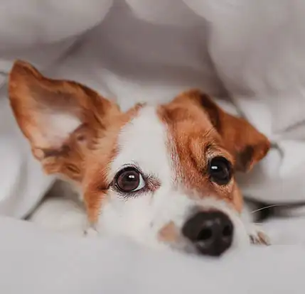 Pet Friendly & Accessible