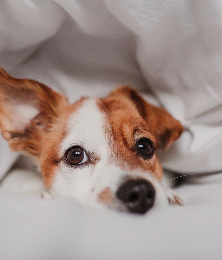 Pet Friendly Rooms