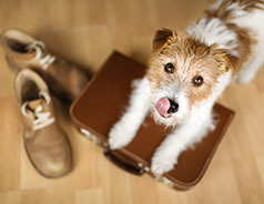 Pet Friendly Rooms