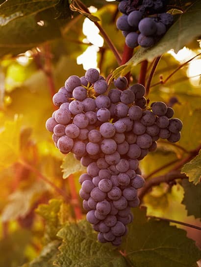 Wine Country